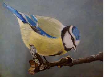 Blue Tit painted by Nicky Boyce of Special thing for special people