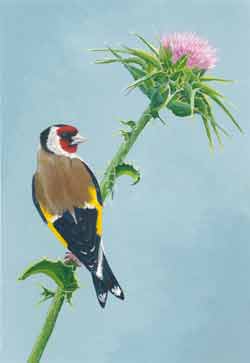 Gold Finch on a Thistle.  Painted by Nicky Boyce of Special Thing for Special People