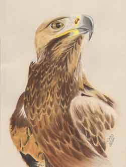 Cormac the Golden Eagle  by Nicky Boyce of Special Thing for Special People