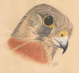 Kestral drawn by Nicky Boyce of Special Thing for Special People