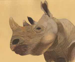  Rhino by Nicky Boyce of Special Thing for Special People