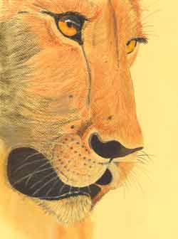 The Lioness  by Nicky Boyce of Special Thing for Special People